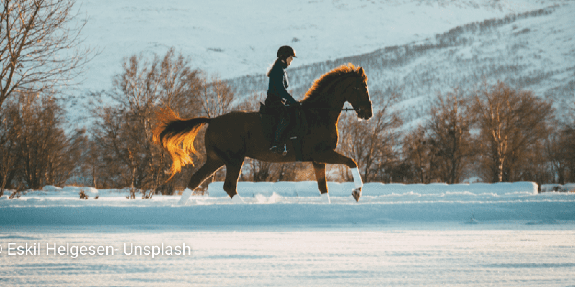 Horse galopping in snow