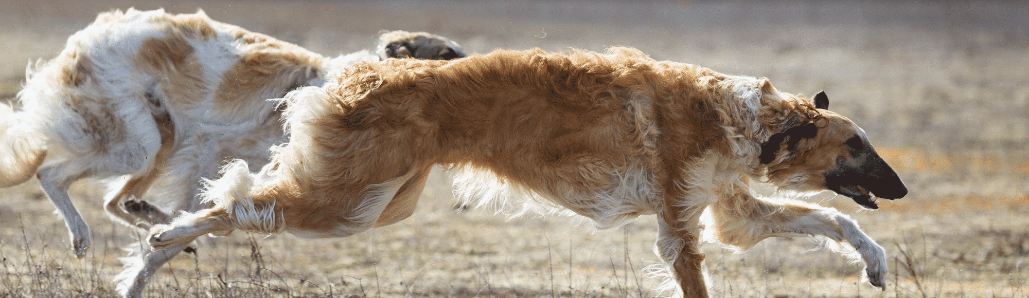 Zwei Barsoi Hunde