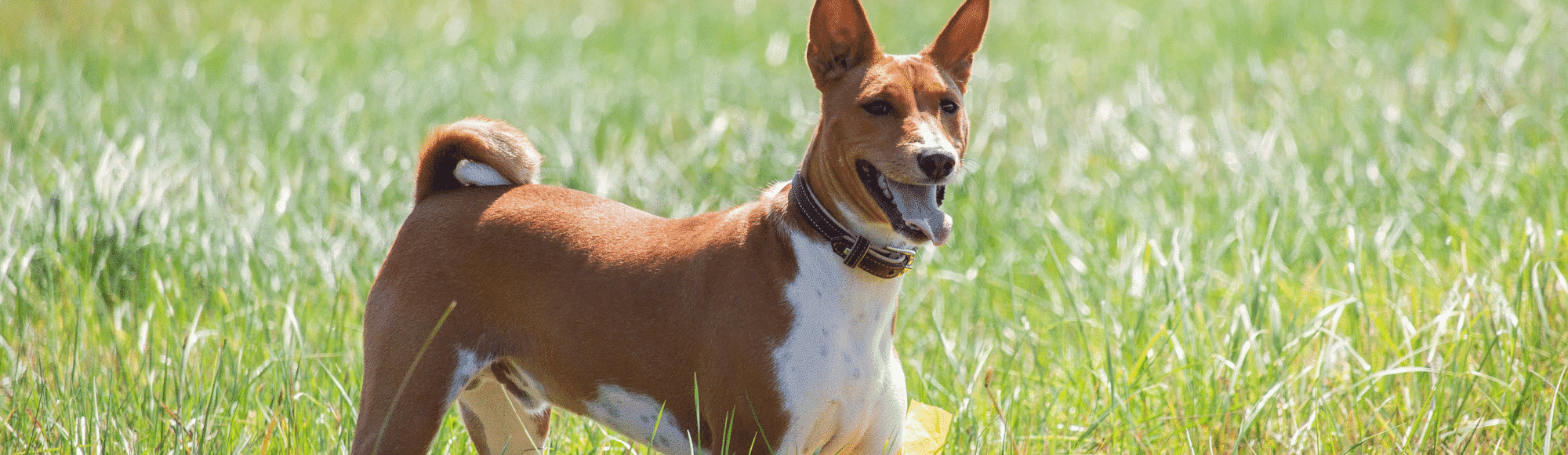 Ein Basenji auf einer Wiese