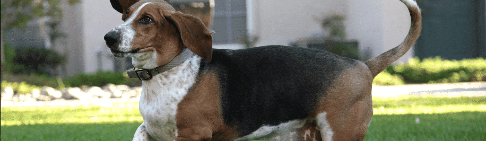 Ein Basset Hound auf einer Wiese