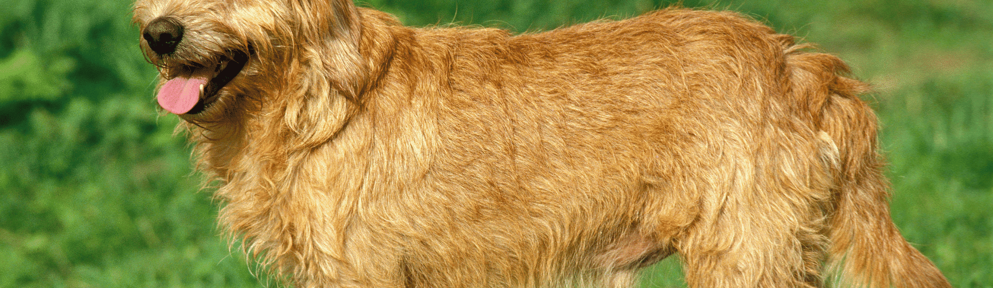 Ein Basset fauve de Bretagne auf einer Wiese