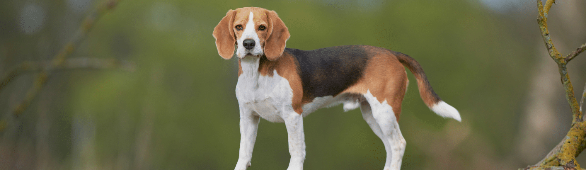 Ausgewachsener Beagle steht auf einem Baumstamm