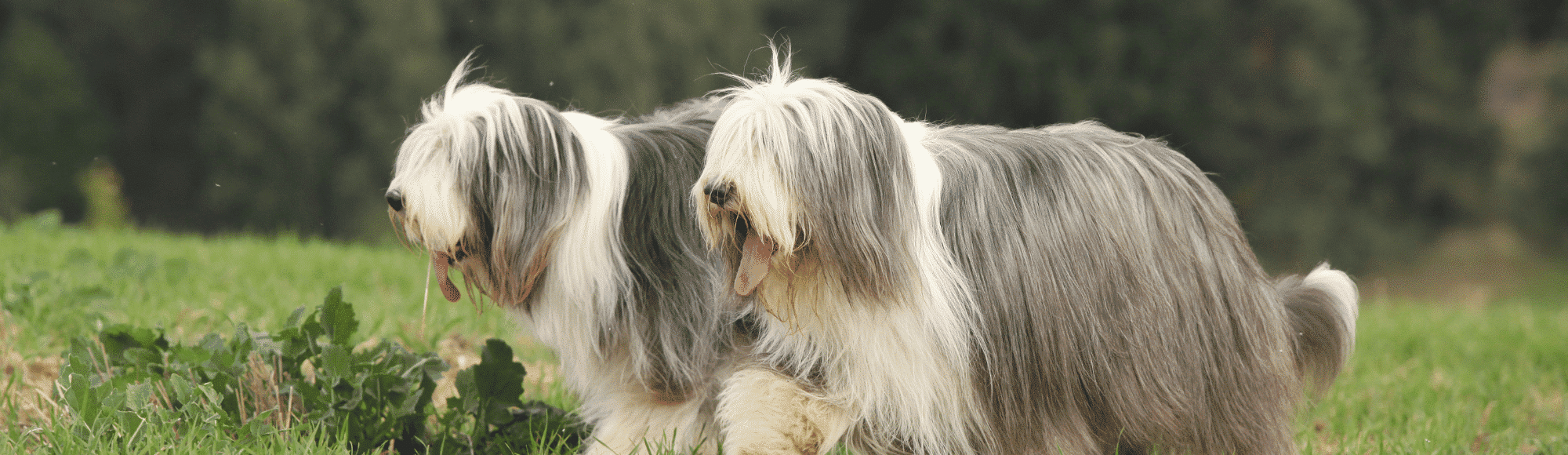 Zwei Bearded Collies auf einer Wiese