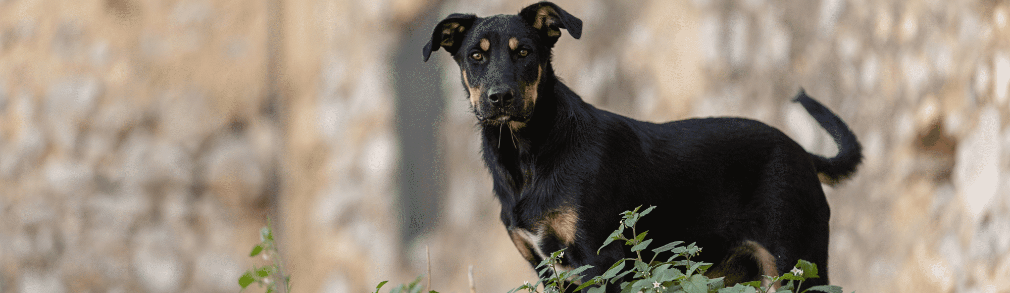 Ein Beauceron