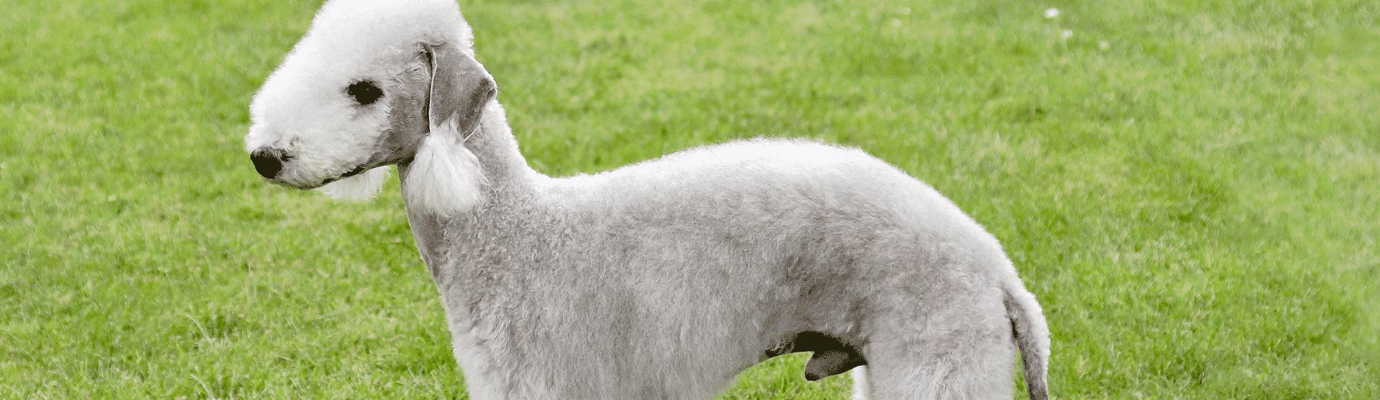 Ein Bedlington Terrier auf einer Wiese