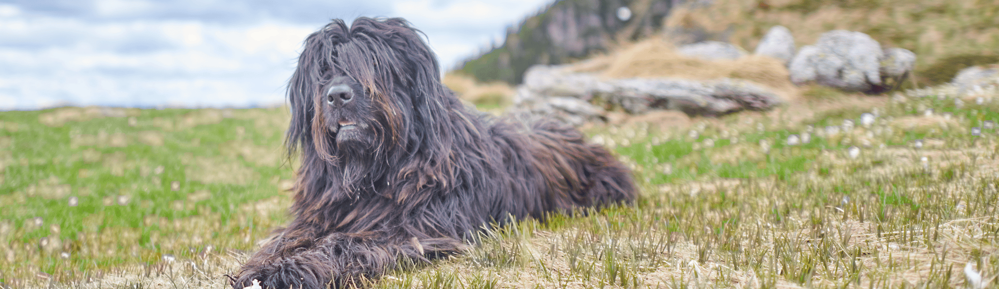 Ein Bergamasker Hirtenhund