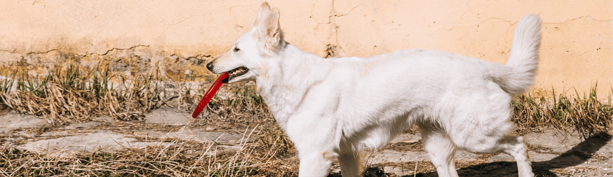 Ein Berger Blanc Suisse