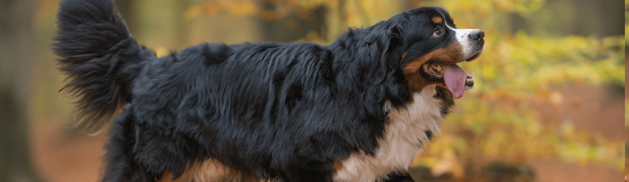 Berner Sennenhund 2 neu