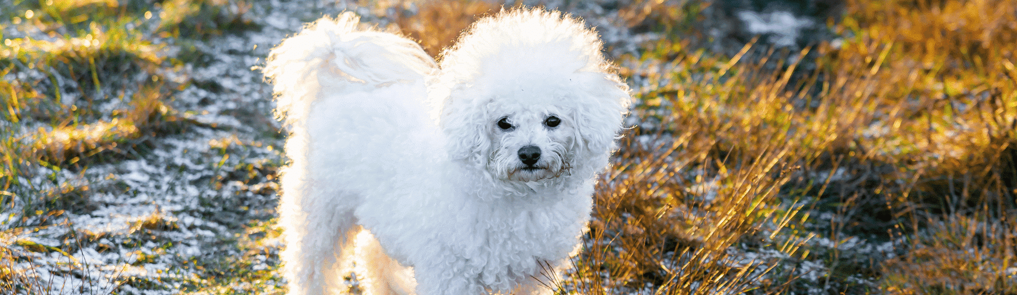 Ein Bichon Frise auf einer Straße