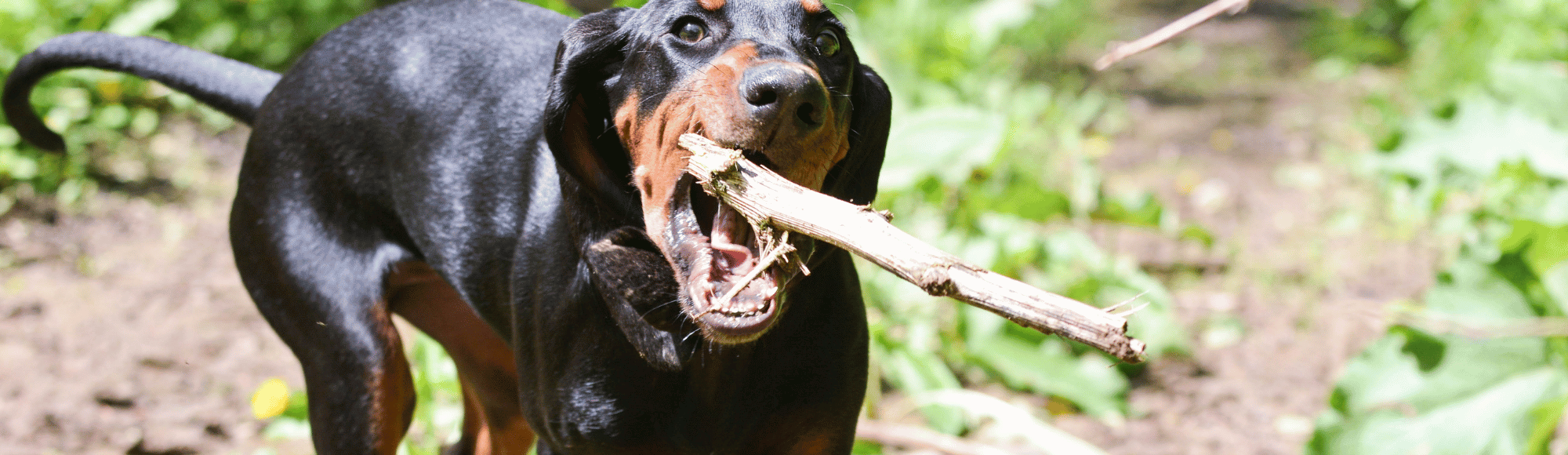 Ein Black and Tan Coonhound mit einem Stock im Maul