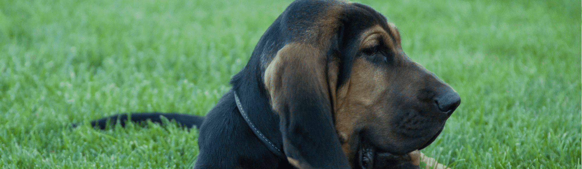 Ein Bloodhound liegt auf einer Wiese