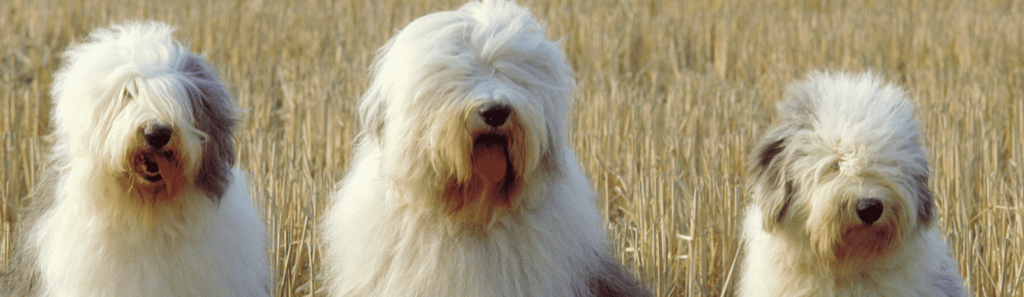 Drei Bobtails sitzen in einem Feld