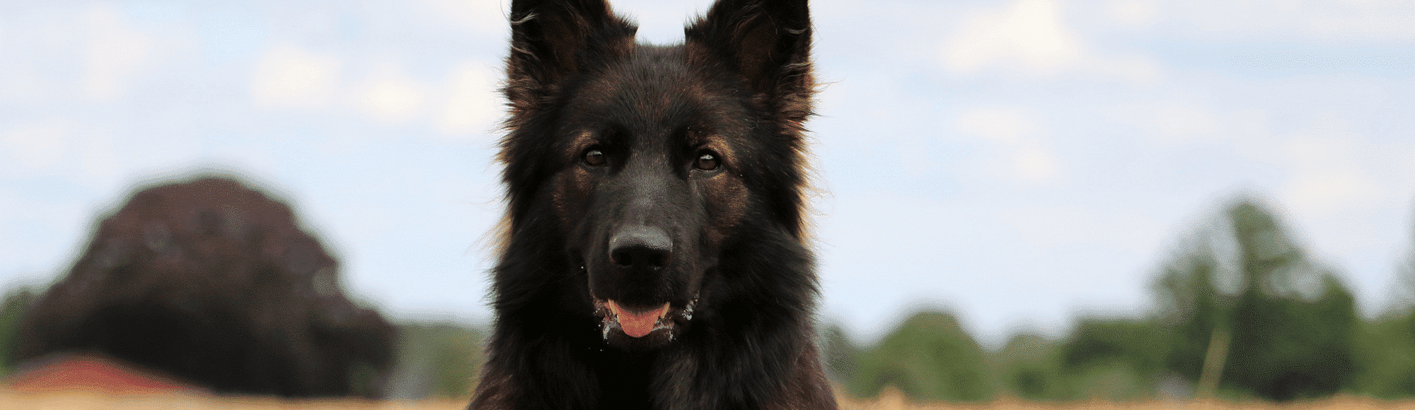 Ein Böhmischer Schäferhund