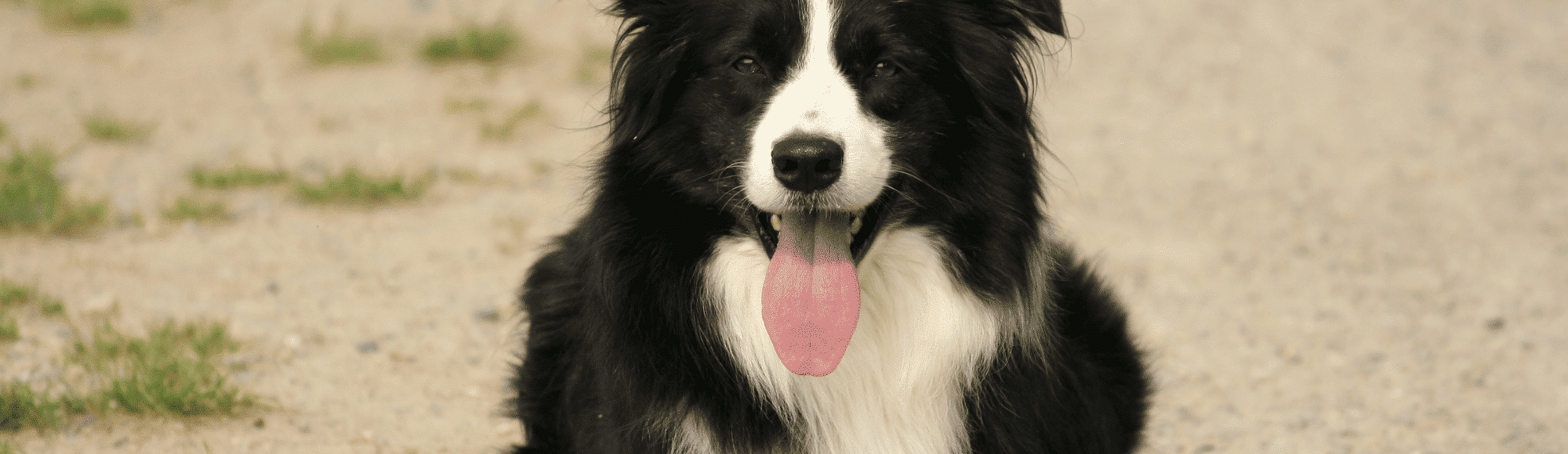 Ein Border Collie liegt auf einem Weg