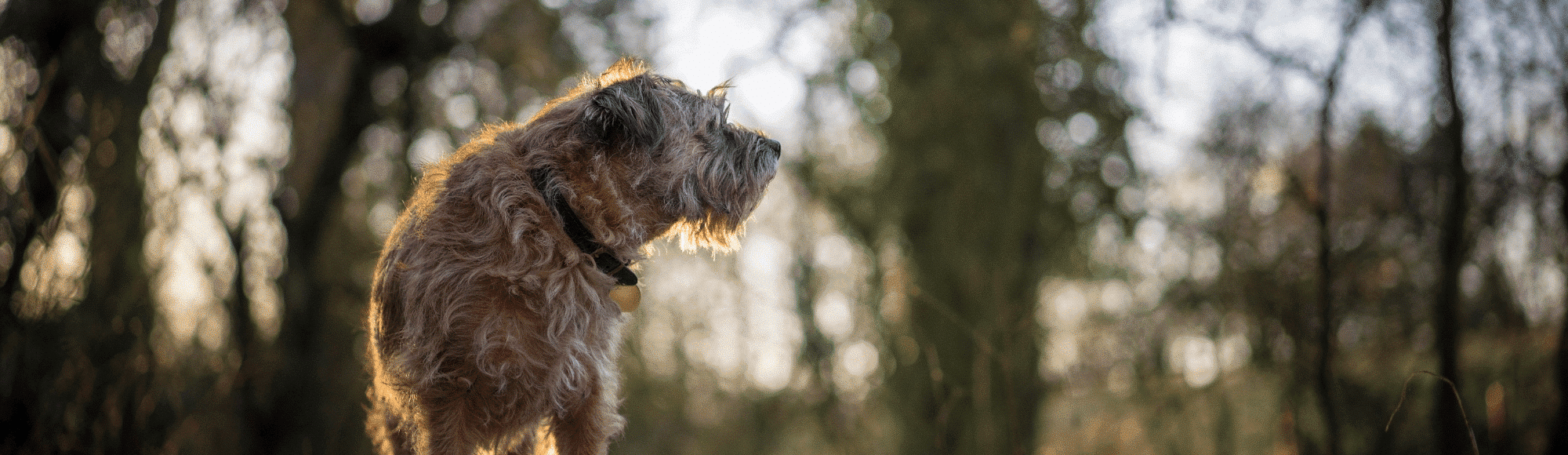 Ein Border Terrier