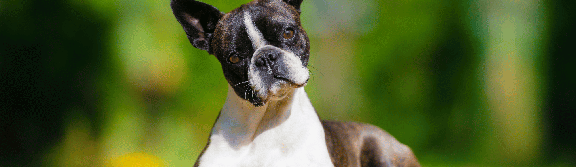 Boston Terrier liegt auf Blättern