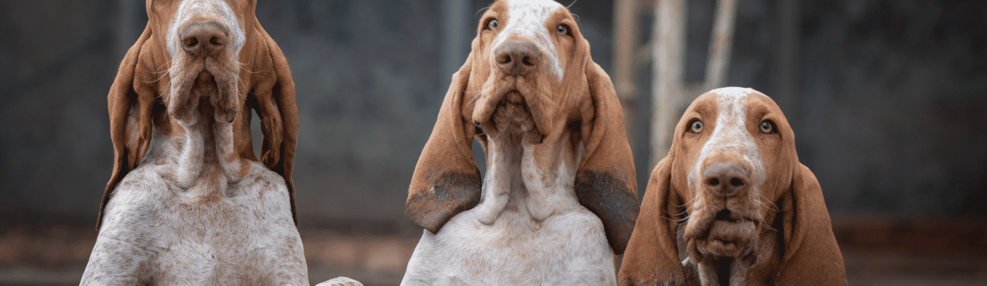 Drei Bracco Italiano Hunde