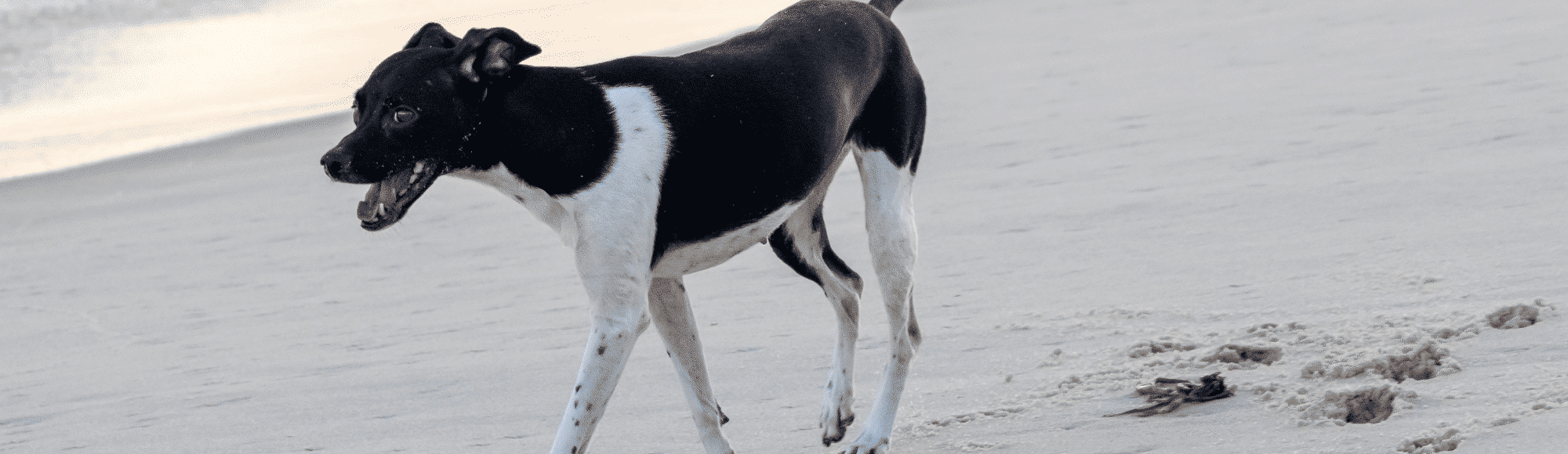 Ein Brasilianischer Laufhund am Strand