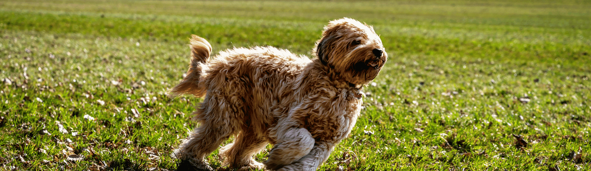 Ein junger Briard auf einer Wiese