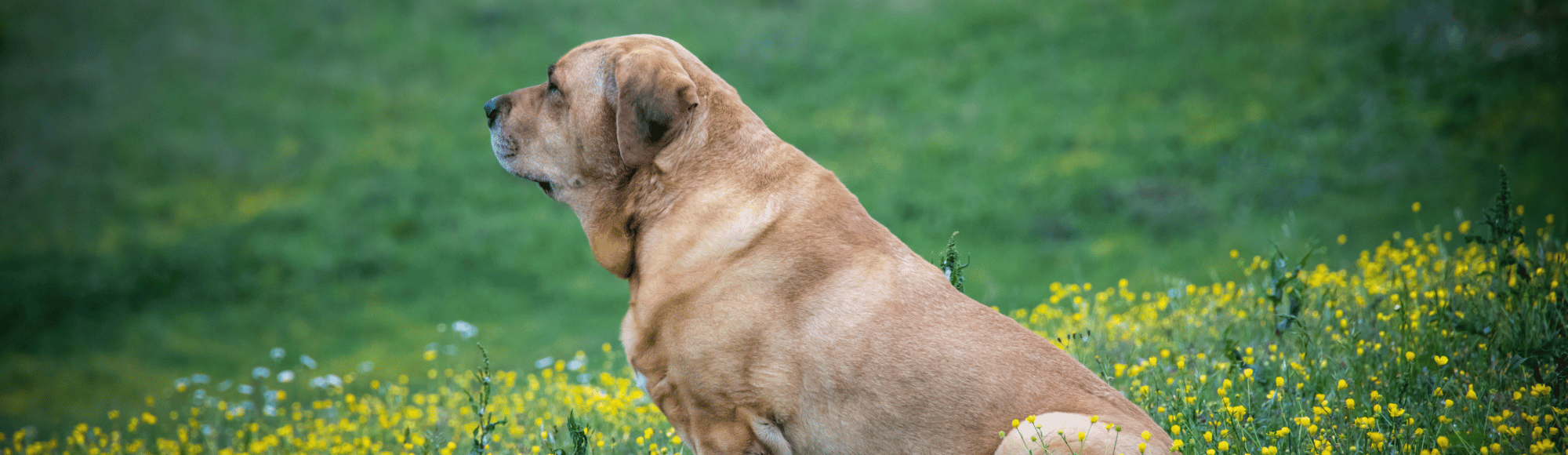 Ein Broholmer auf einer Wiese