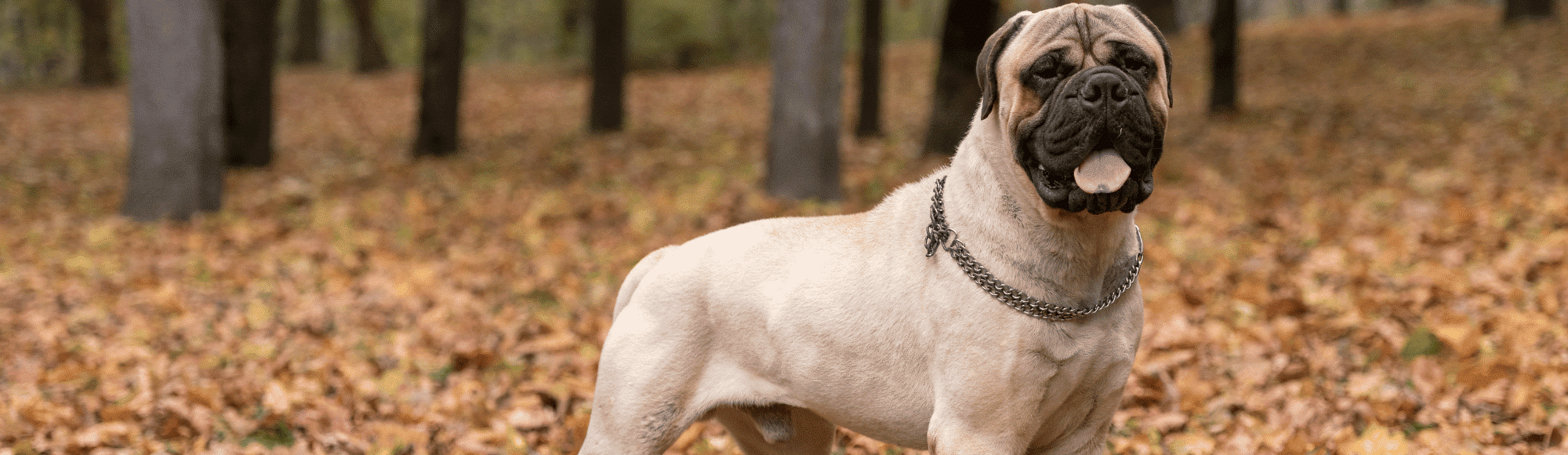 Ein Bullmastiffs steht im herbstlichen Wald