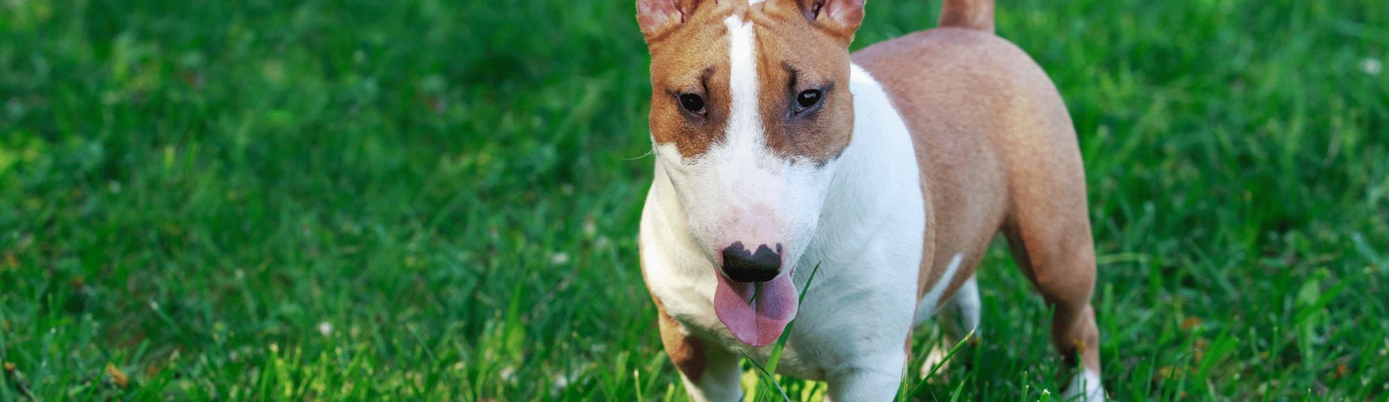 Ein braun-weißer Bullterrier steht im Gras