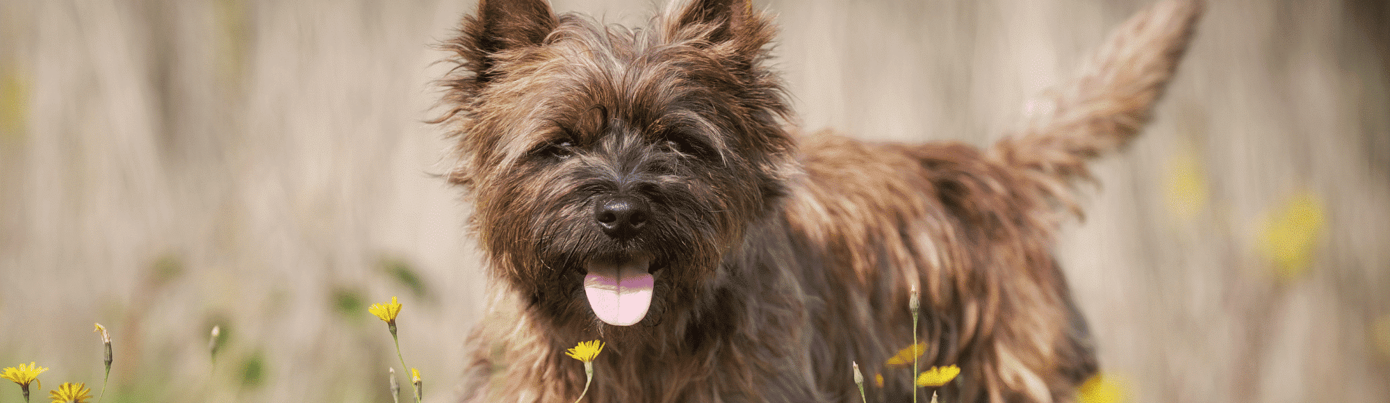 Ein ausgewachsener Cairn Terrier