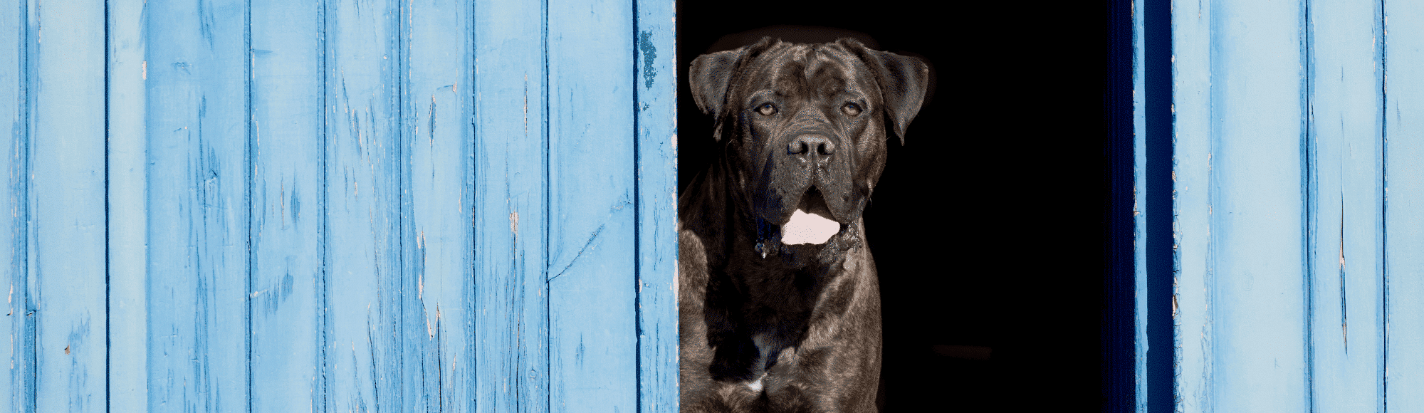 Ein ausgewachsener Cane Corso steht an einer Holztür