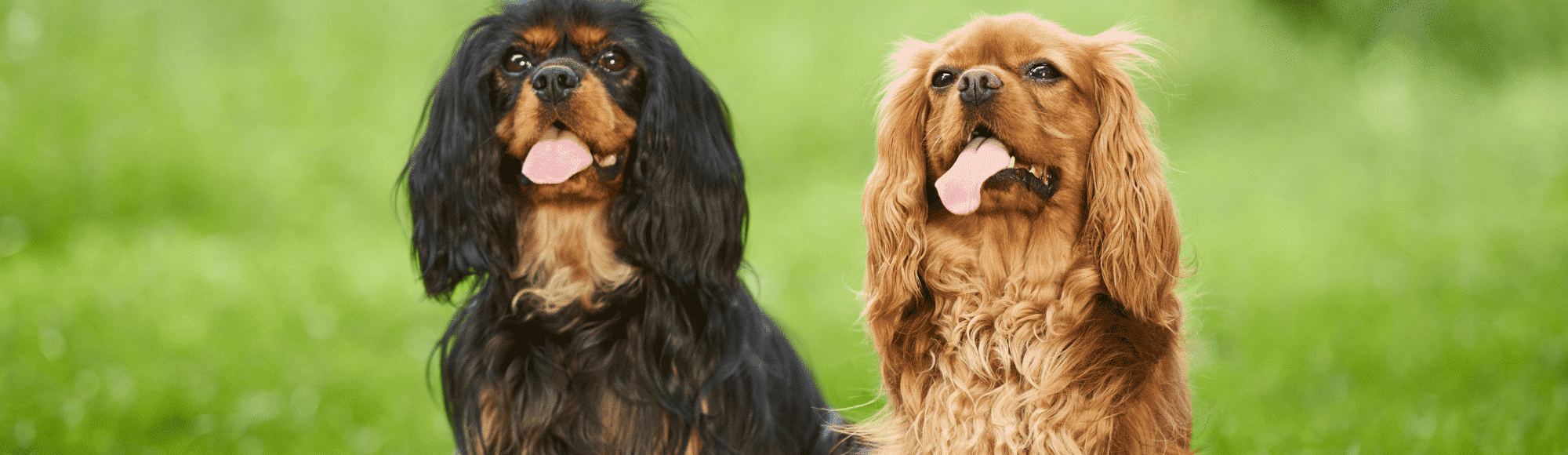 Ein schwarz-brauner und ein hellbrauner Cavalier King Charles Spaniel sitzen auf einer Wiese