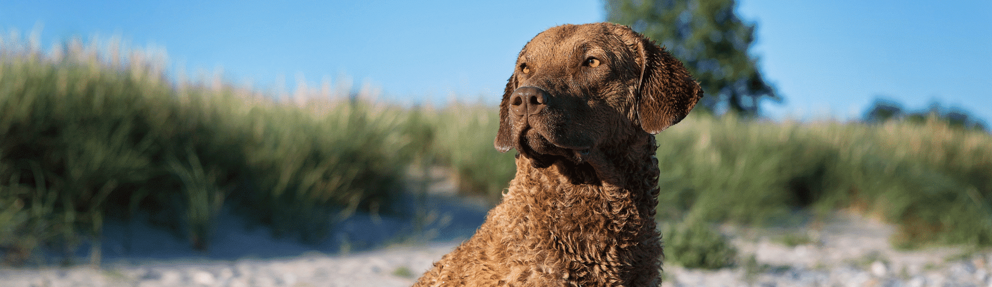 Chesapeake-Bay-Retriever sitzt am Strand