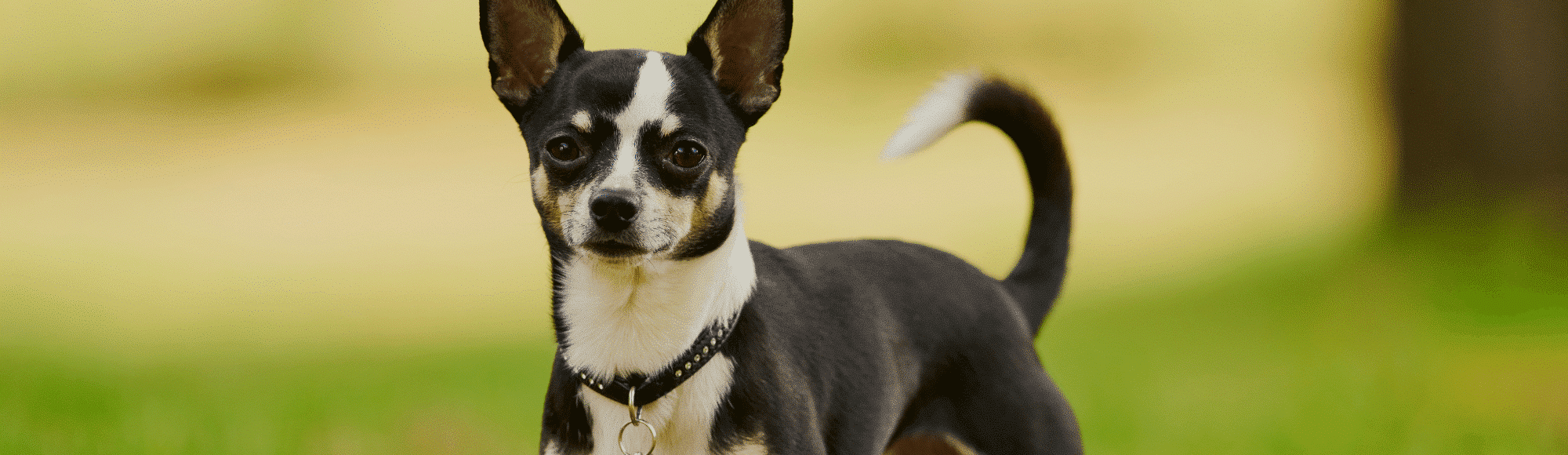 Ein schwarz-weißer Chihuahua steht auf einer Wiese