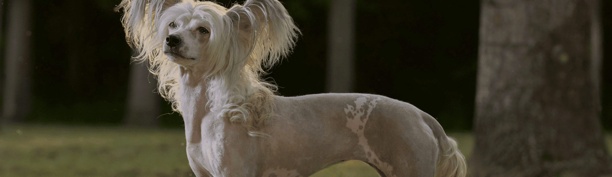 Ein chinesischer Schopfhund