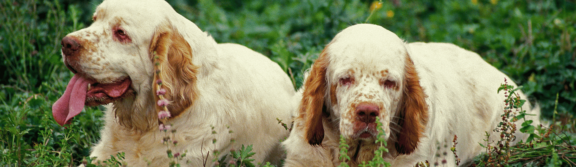 Zwei Clumber Spaniel