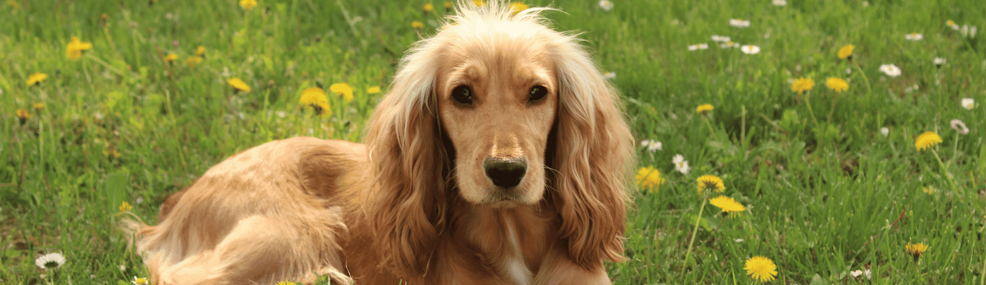 Ein Cocker Spaniel liegt im Gras