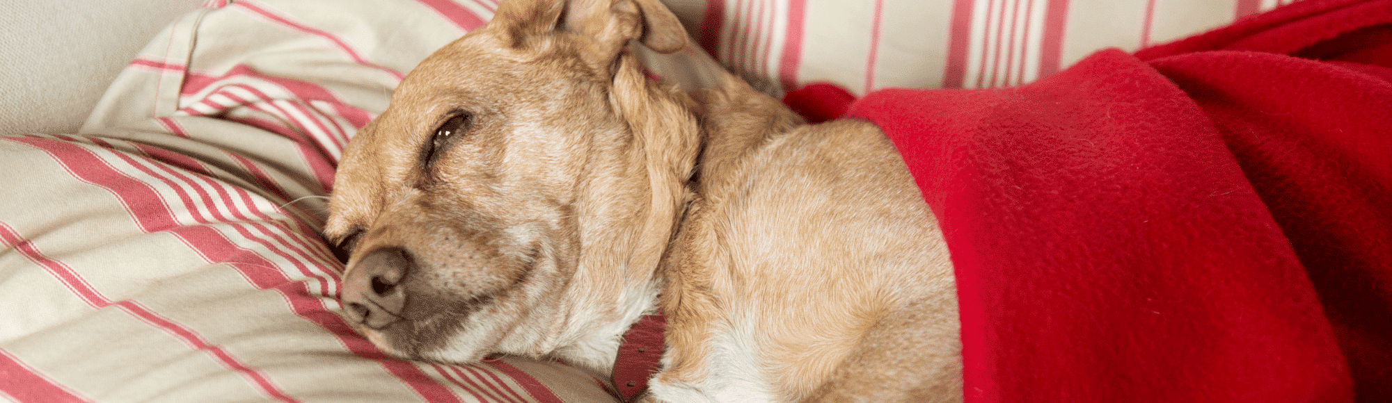 Ein heller Hund liegt unter einer Decke auf einem Sofa