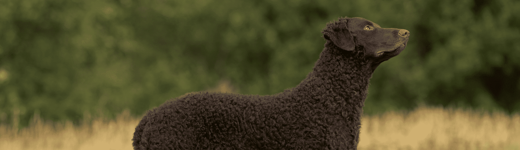 Ein Curly coated Retriever steht auf einer Wiese