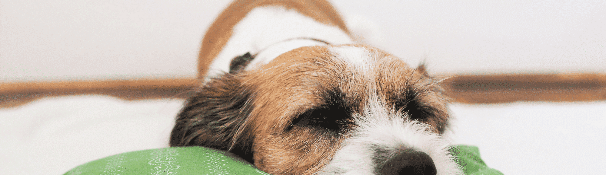 Jack Russel Terrier mit langem Fell liegt mit dem Kopf auf einem Kissen
