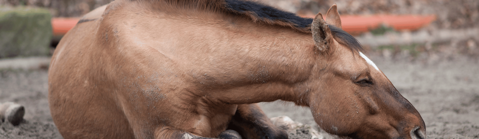 Was ist Cushing und wie erkenne ich es? - Happie Animals