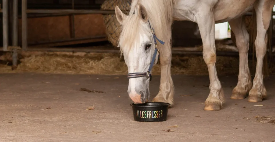 Light grey draft-cross horse mare standing in stable eating mash food from a black bucket