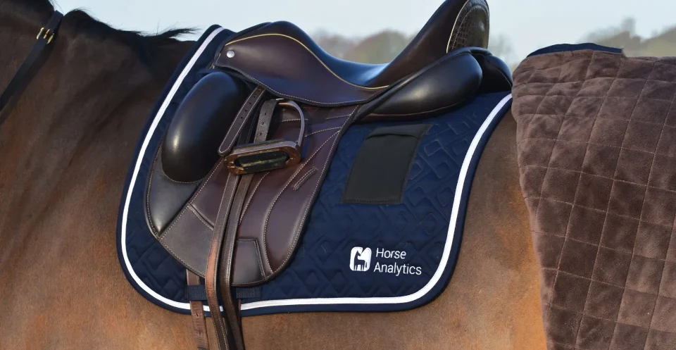 Bay Horse with Brown Dressage saddle close up