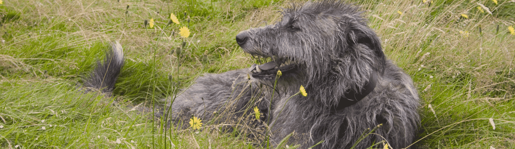 Ein Deerhound