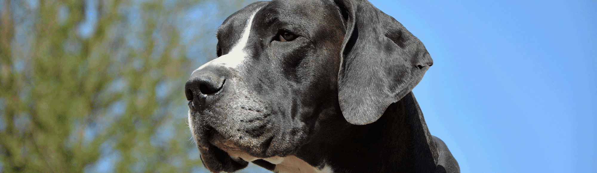 Der Kopf einer deutschen Dogge