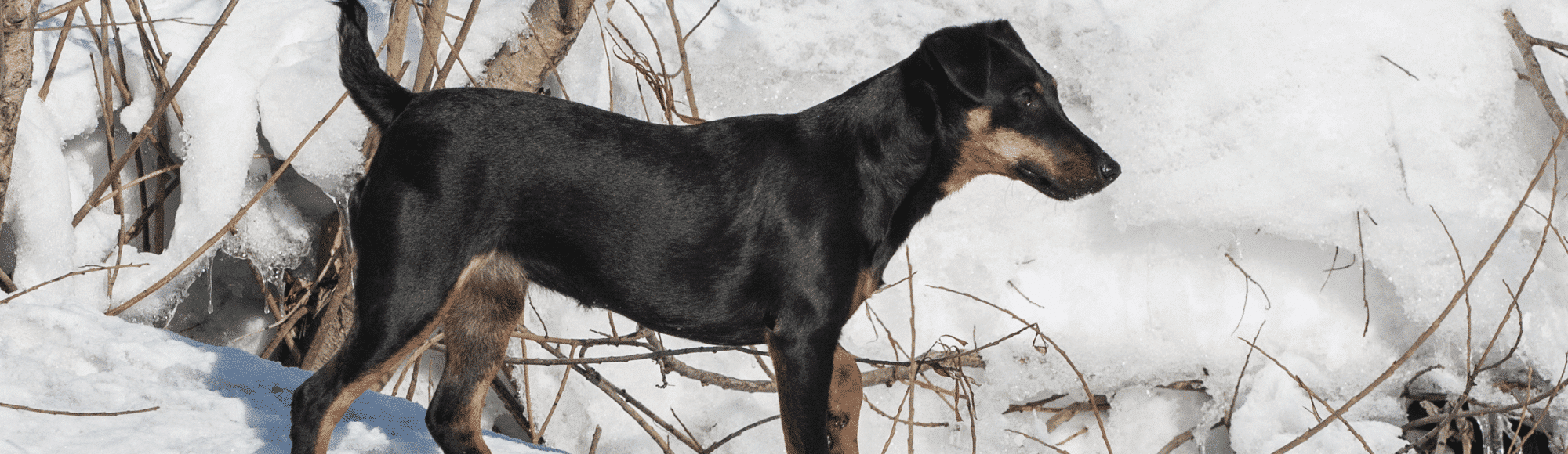 Ein Deutscher Jagdterrier im Schnee