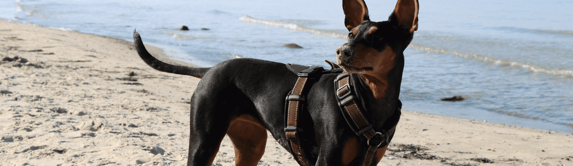 Ein Deutscher Pinscher am Strand