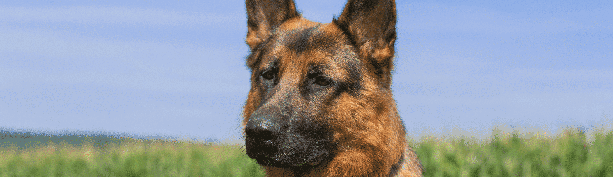 Ein deutscher Schäferhund sitzt auf einer Wiese