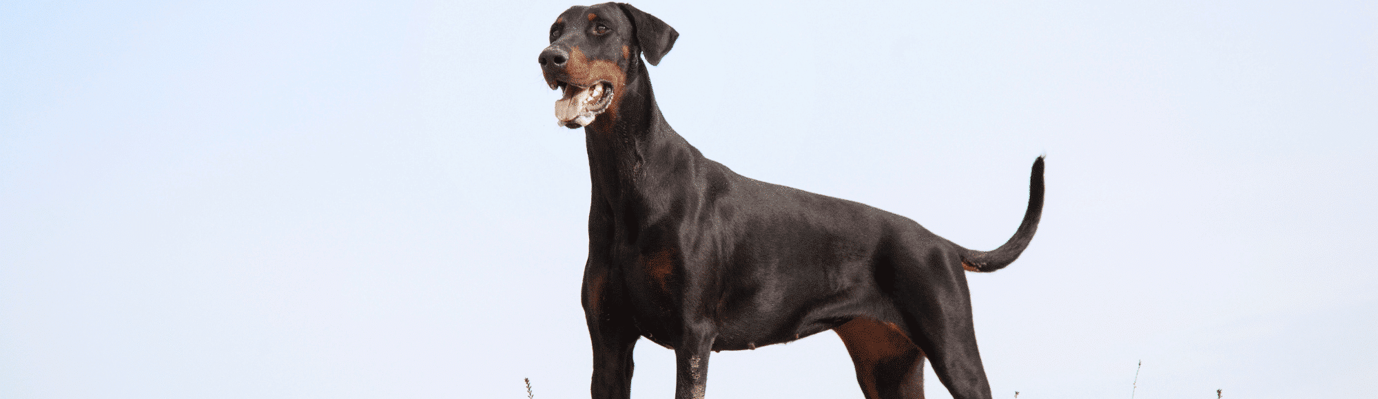 Dobermann Happie Animals