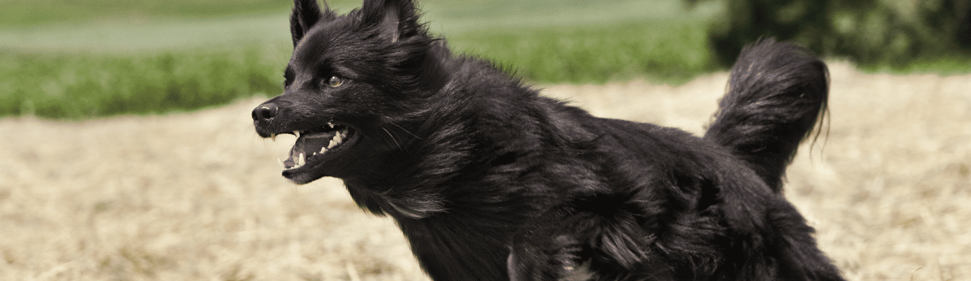 Ein schwarzer Hund rennt über ein Feld
