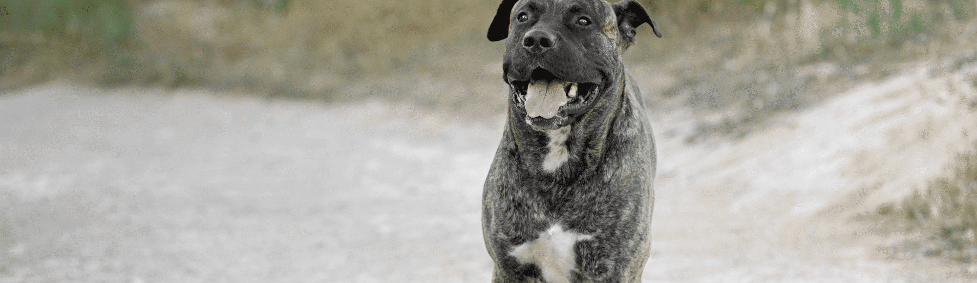 Ein ausgewachsener Dogo Canario