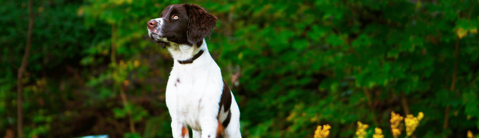 Ein Drentscher Hühnerhund im Wald