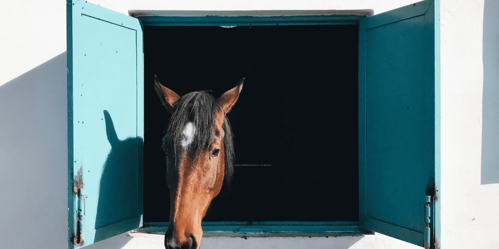Brown horse looks out of the barn window